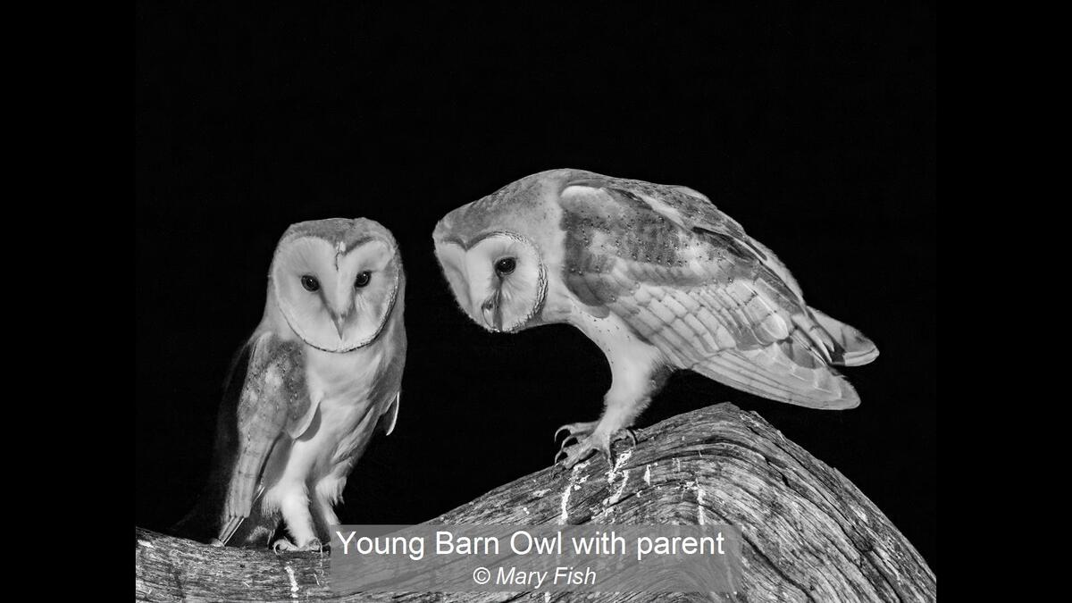 Young Barn Owl with parent